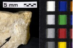 Foto (Detailansicht) von Decapoda indet. (NHMW-GEO-1990-0041-0135)